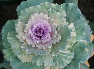 Kale flower fully blooms looks mesmerizing at Saramsa in Gangtok, Sikkim. Kale is also called leaf cabbage & it is popularly known for its beauty is the flowering kale & there are many varieties of it