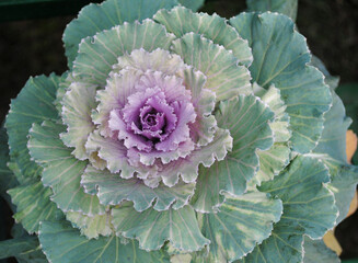Kale flower fully blooms looks mesmerizing at Saramsa in Gangtok, Sikkim. Kale is also called leaf...