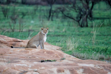 Lioness hunting in a rocky area in Nkomazi Game Reserve near the city of Badplaas in South Africa