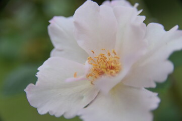 Selective focus on the stamen. Close-up of beautiful rose in the garden against the blurred background.