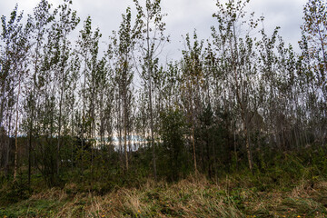Newborn forest growing. Horizontal picture.