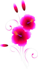 Bouquet of hibiscus on a white background.