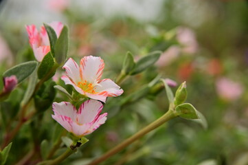 Close-up of Portulaca Oleracea against a bokeh background.