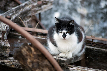 Portrait of black and white cat in outdoor