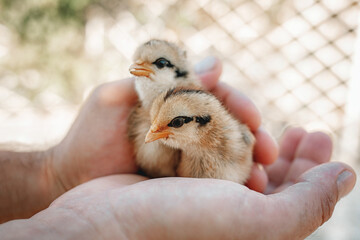 little newborn chicks on a human hand