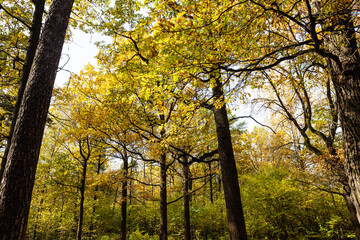Fototapeta premium yellow oak grove in city park on autumn day