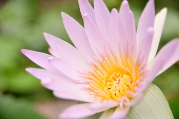 Obraz premium Selective focus on the stamen. Close-up of beautiful lotus in the garden against the blurred background.