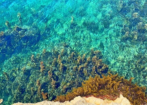 coral reef in the blue turquoise crystal clear sea with dense seaweed algae and peppled seabed © OLENA