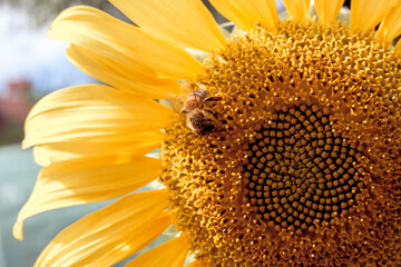 pszczoła na słoneczniku