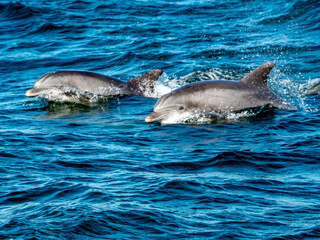 pair of dolphins