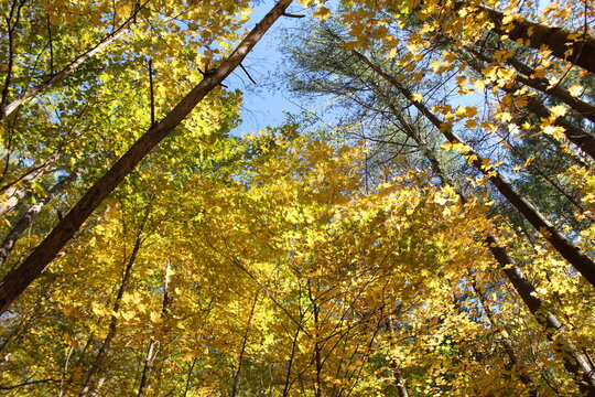 autumn in the forest at Vermont