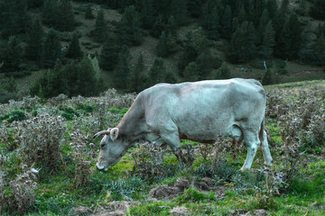 Vaca - Es una vaca color gris claro en un pasto de las montañas.