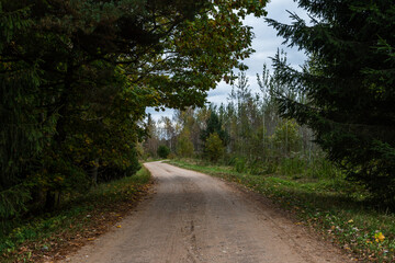 Dirt road next to forest. Pathway.