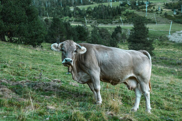 Vaca - Es una vaca color gris claro en un pasto de las montañas.