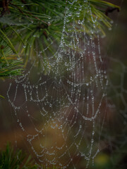 spider web with dew drops