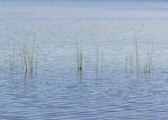 reeds in the lake