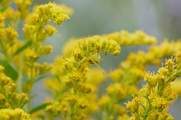 Goldenrod crab spider, Misumena vatia sitting on a yellow blossoming Solidago gigantea. Macro photo.