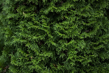 Green plant texture. Green leaves background.