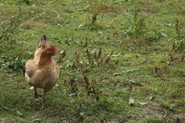 Free range chicken