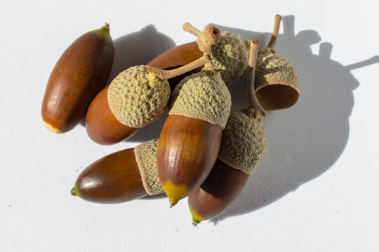 Bellotas, frutos secos del bosque