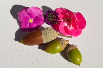Bellotas y flores de jardín