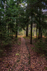 Footpath into forest. Pathway to nowhere.