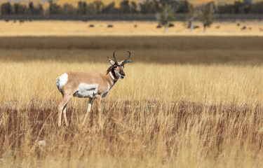 Naklejka premium Pronghorn Antelope Buck in Autumn in Wyoming
