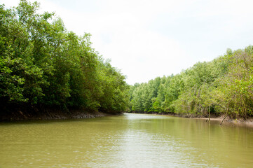 マングローブエコツアー