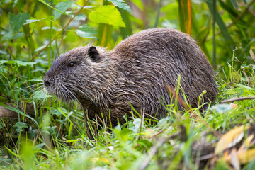 Nutria or Coypu (Myocastor coypus)