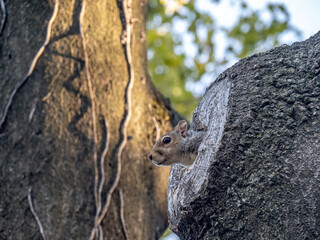 Squirrel poking head out of tree