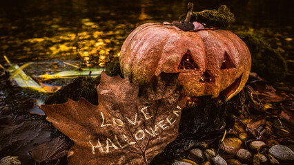 Real Halloween Pumpkin in the forest