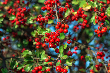 hawthorn berries on the tree