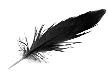 Foto op Canvas black feather on white background © nadtytok28