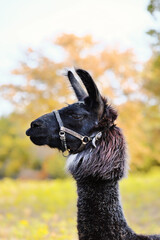 Llama portrait close up with blurred fall season color in background. © ccestep8