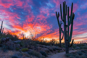 Colorful Sunrise Along Desert Hiking Trail In Scottsdale AZ With Cactus