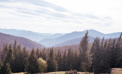 Morning mountain nature of the Carpathian mountains in Ukraine. Christmas trees on the background of blue mountain ranges in the distance
