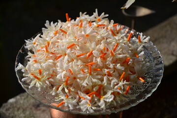The night-flowering jasmine or Parijat or hengra bubar or Shiuli is a species of Nyctanthes native...