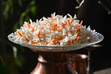 The night-flowering jasmine or Parijat or hengra bubar or Shiuli is a species of Nyctanthes native to South Asia and Southeast Asia. picture taken in Kathmandu, Nepal.