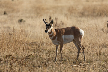 Pronghorn Antelope Buck in Autumn in Wyoming
