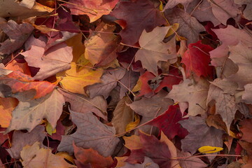 Fall Leaves