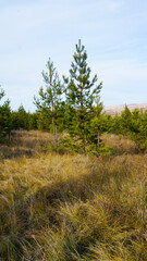 Obraz premium trees in the forest