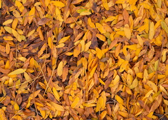 Yellow Leaves on the ground