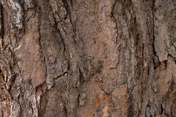 Pine Tree Bark