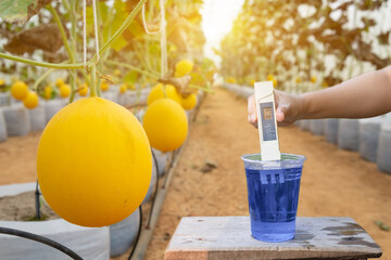 Measure liquid fertilizer in a cup with a digital EC TDS  meter neutral display at melons in the...