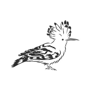 recommend clip art: Logo hoopoe upupa epops . Bird vector illustration. Isolated on white background., hoopoe bird, vector sketch illustration