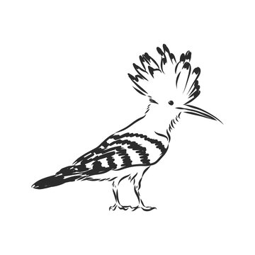 recommend clip art: Logo hoopoe upupa epops . Bird vector illustration. Isolated on white background., hoopoe bird, vector sketch illustration