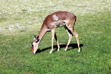 Impala (Aepyceros melampus)