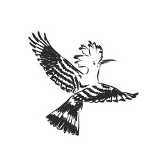 Logo hoopoe upupa epops . Bird vector illustration. Isolated on white background., hoopoe bird, vector sketch illustration © Elala 9161