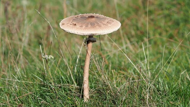 The parasol mushroom on a meadow in autumn, Macrolepiota procera