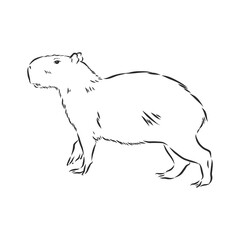 Capybara hand drawing. Animals of South America series. Vintage engraving style. Vector illustration art. Black and white. Object of nature naturalistic sketch. capybara, vector sketch illustration